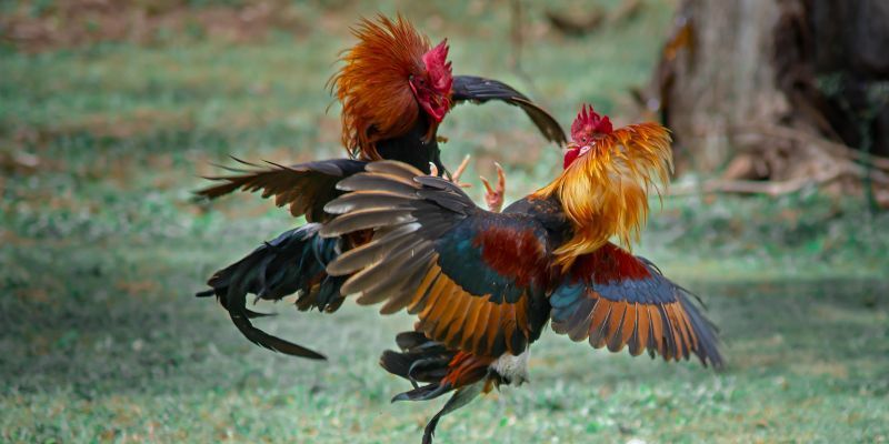 Đá gà Thomo - Tìm hiểu về loại hình giải trí độc đáo