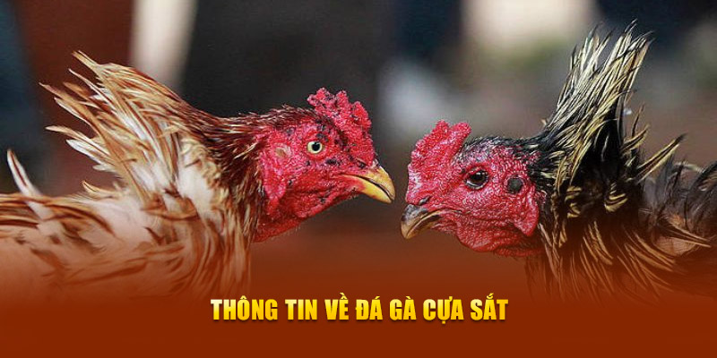 Thông tin về đá gà cựa sắt