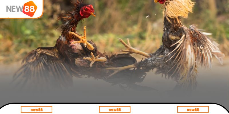 Một số giống gà đá phổ biến tại Việt Nam hiện nay